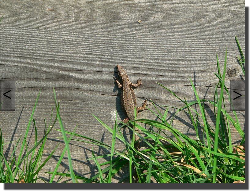 Podarcis muralis